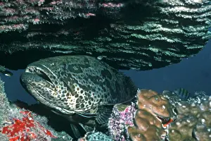 Labroides: Cod - being cleaned by a Labroides wrasse