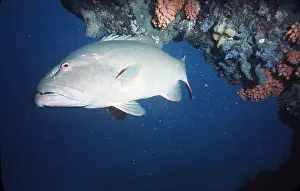 Valerie & Ron Taylor: COD - By coral