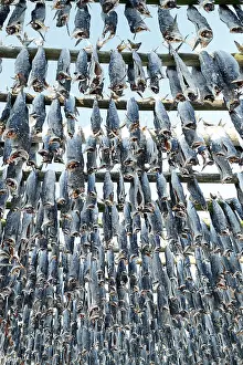 Lanes: Cod dryer, Lofoten, Norway