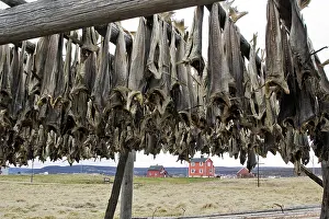 Commerical: Cod - drying