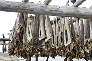 Commerical: Cod - drying