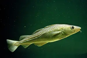 Morhua: COD