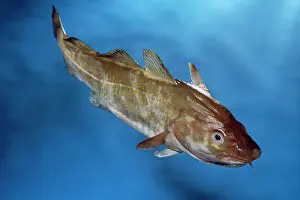Morhua: COD