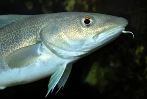 Morhua: Cod