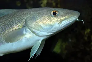 Morhua: Cod