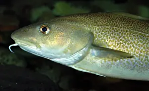 Morhua: Cod