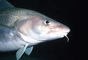 Lips: COD - side head view showing barbel