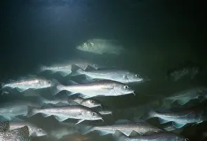 Shoals: COD - SHOAL