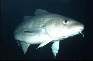 Barbel: COD - showing barbel