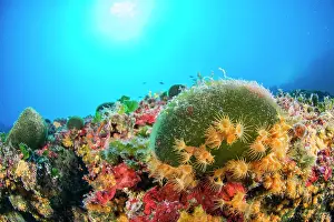 Cluster: Codium bursa and (Parazoanthus axinellae), Villefranche-sur-