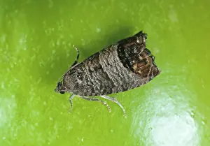 Cydia: Codling Moth