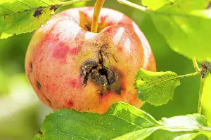 Attack: Codling moth attack on apple Ellison's orange