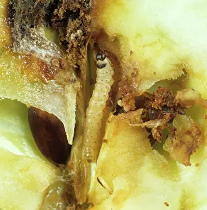 Eaten: Codling moth caterpillar