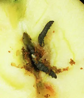 Killed: Codling moth killed by CpGV