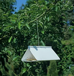 Trap: Codling Moth Trap in Apple Tree