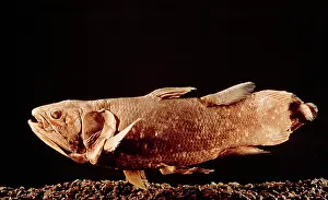 Peter Green: Coelacanth Fish