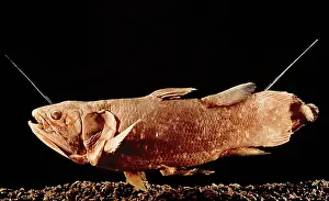 Peter Green: COELACANTH FISH - specimen, side view