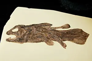 Coelacanth: Coelacanth Fossil
