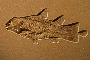 Coelacanth: Coelacanth Fossil - Germany