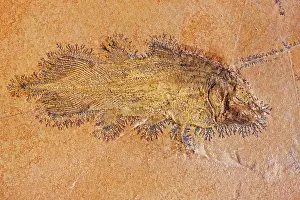 Coelacanth: Coelacanth Fossil - Solnhofen Germany