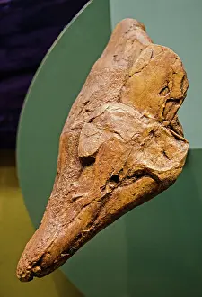 Coelacanth: Coelacanth Skull Fossil