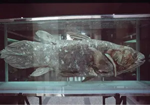 Extinct: COELACANTH - specimen