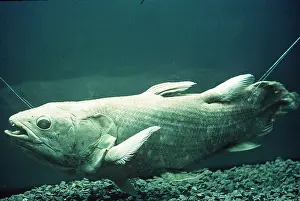 Extinct: COELACANTH - specimen