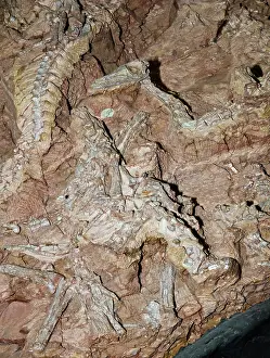 Triassic: Coelophysis Dinosaur Fossils in Rock