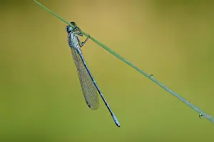 Damselfly: Coenagrion puella