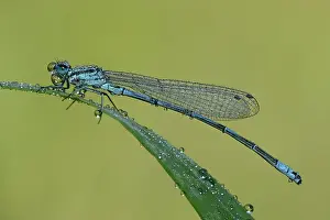 Bluet: Coenagrion puella