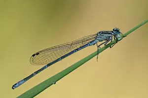 Bluet: Coenagrion puella