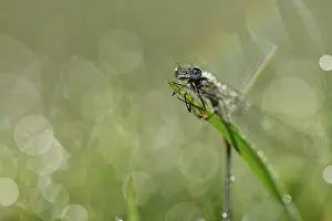Bluet: Coenagrion puella