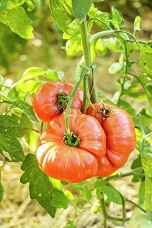 Cycle: Coeur de Boeuf Tomato