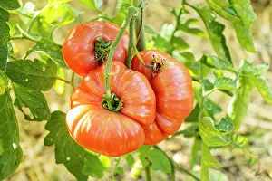 Cycle: Coeur de Boeuf Tomato