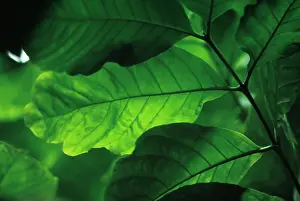 Arabica: Coffee