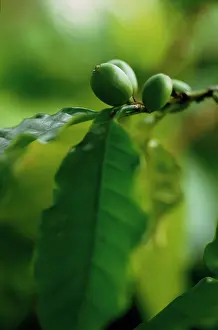 Arabica: Coffee