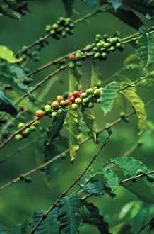 Arabica: Coffee