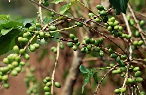 Yemen: Coffee