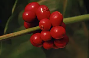 Yemen: Coffee