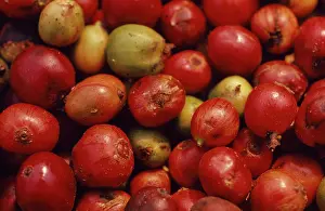Yemen: Coffee