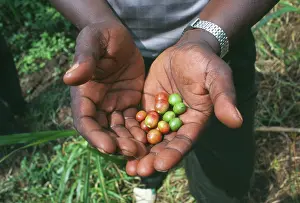 Yemen: Coffee
