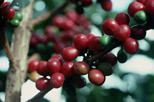 Yemen: Coffee