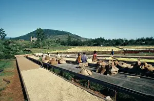 Yemen: Coffee