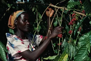 Yemen: Coffee