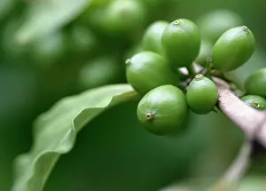 Superfood: Coffee