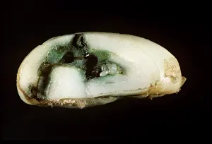 Bean: Coffee bean damage by Coffee Berry Borer
