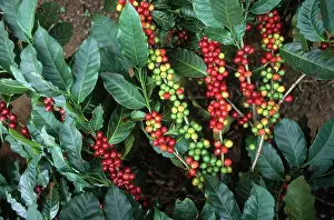 Ripening: Coffee Beans