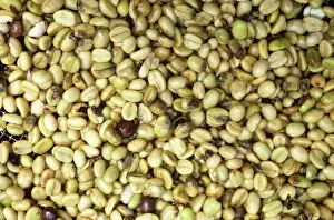Beans: Coffee beans damaged by Borer Beetle