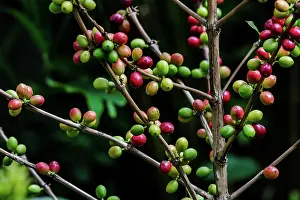 Ripening: Coffee Beans Ripening