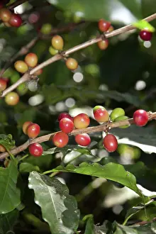 Rafael: Coffee Berries
